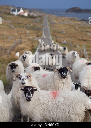 Les moutons, Stockinish, Isle of Harris Banque D'Images