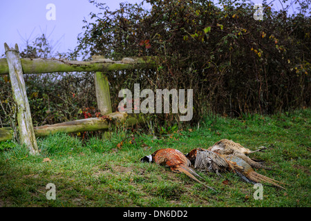 Faisans à la disposition d'un jours conduit shoot en décembre au cœur de la campagne du Wiltshire. Banque D'Images