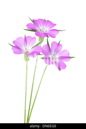 Fleurs rose Corncockle isolé sur fond blanc avec une faible profondeur de champ et le point de se concentrer sur les étamines de la fleur Banque D'Images