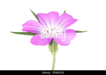 Corncockle Flower isolated on white background. Banque D'Images