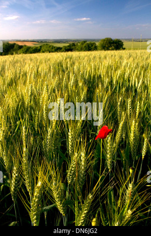Champ de blé avec rouge coquelicot à l'ouest d'Angoulême, dans le sud-ouest de la France. Banque D'Images