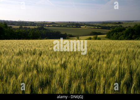 Champ de blé à l'ouest d'Angoulême, dans le sud-ouest de la France. Banque D'Images