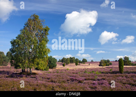 La Lande de Lunebourg / Lunenburg montrant le bouleau et le genévrier commun arbres et Heather / ling la floraison en été, Allemagne Banque D'Images