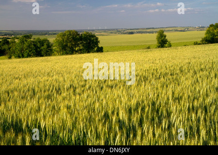 Champ de blé à l'ouest d'Angoulême, dans le sud-ouest de la France. Banque D'Images