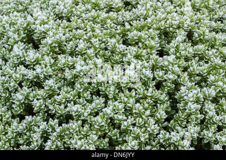 Givre sur feuilles de Hebe topiara // le givre sur les feuilles d'Hebe topiara Banque D'Images