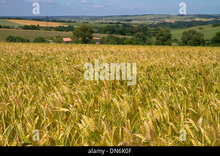 Champ de céréales à l'ouest d'Angoulême, dans le sud-ouest de la France. Banque D'Images