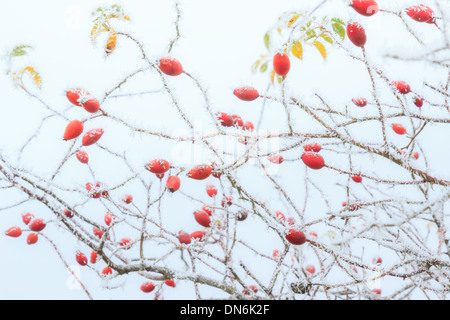 Givre sur dog rose, rosa canina // givre sur Cynorrhodons d'églantier, rosa canina en hiver Banque D'Images