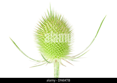 Cardère sauvage seedhead isolé sur fond blanc avec une faible profondeur de champ. Banque D'Images