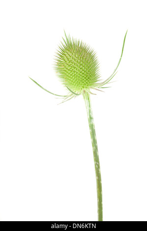 Cardère sauvage seedhead isolé sur fond blanc avec une faible profondeur de champ. Banque D'Images