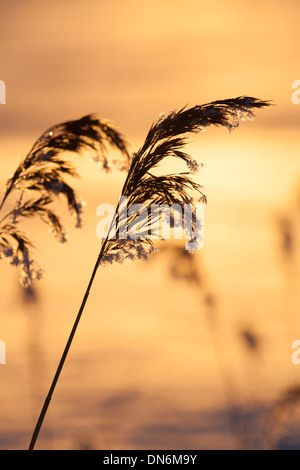 Les plantes en hiver glacial coucher du soleil Banque D'Images