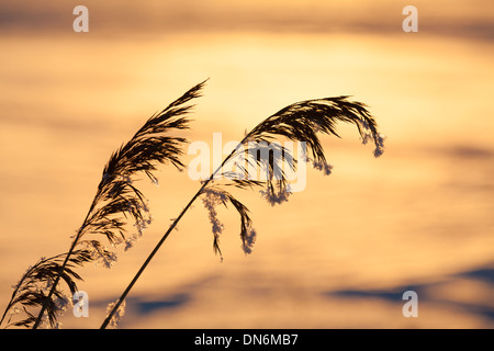 Les plantes en hiver glacial coucher du soleil Banque D'Images