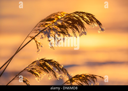 Les plantes en hiver glacial coucher du soleil Banque D'Images