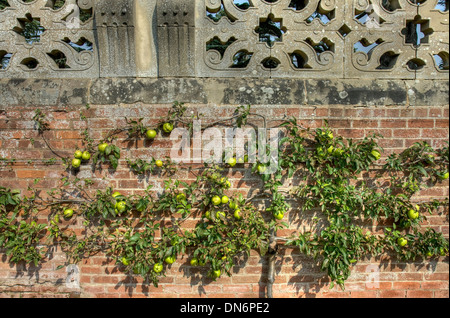 L'espalier pommier contre un vieux mur de briques, Warwickshire, en Angleterre. Banque D'Images
