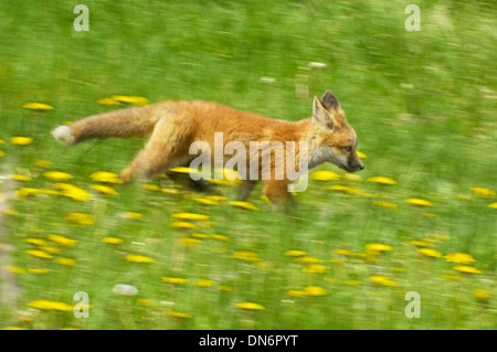 Red Fox (Vulpes fulva) Bébé en prairie de jonquilles Parc National de Grand Teton, Wyoming, États-Unis. Banque D'Images