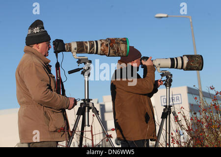 Berlin, Allemagne. Dec 12, 2013. Les photographes d'animaux attendre une Chouette épervière (Surnia ulula) à Berlin, Allemagne, 12 décembre 2013. Originaire de l'normalement Scandinavie, le Kamchatka ou en Alaska, cet oiseau a fini dans la Saxe probablement à cause d'une pénurie de nourriture dans le nord. Les ornithologues et les photographes d'animaux de toute l'Allemagne devaient se rendre dans la montagne pour voir le Erz oiseau. Photo : SEBASTIAN WILLNOW/dpa/Alamy Live News Banque D'Images