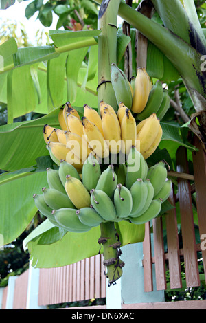 Le mûrissement des bananes cultivées sur l'arbre dans l'arrière-cour verger. Banque D'Images