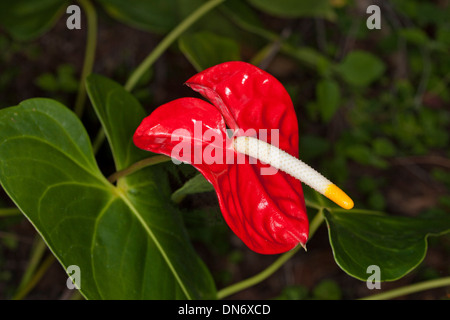 Spathe rouge vif, Blanc spadice et feuilles vert foncé de l'Anthurium andreanum croissant dans jardin sub-tropical en Australie Banque D'Images