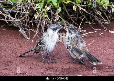 Mockingbird Galapagos (Nesomimus parvulus) nourrir son poussin Banque D'Images