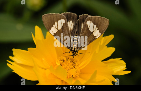 Brown et blanc papillon à motifs - Spoladea recurvalis - tisseuse de la betterave, jaune avec des fleurs Coreopsis sur fond vert sombre Banque D'Images
