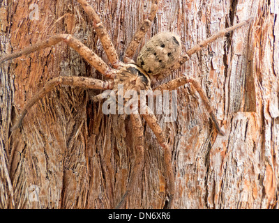 Grand brown hunstman camouflé sur l'araignée australienne tronc d'arbre stringybark Banque D'Images