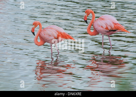 Flamant rose (Phoenicopterus ruber) Banque D'Images