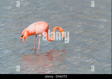 Flamant rose (Phoenicopterus ruber) Banque D'Images