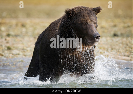 Ours grizzli (Ursus arctos) pêche en rivière, de près, Katmai national park, Alaska, USA. Banque D'Images