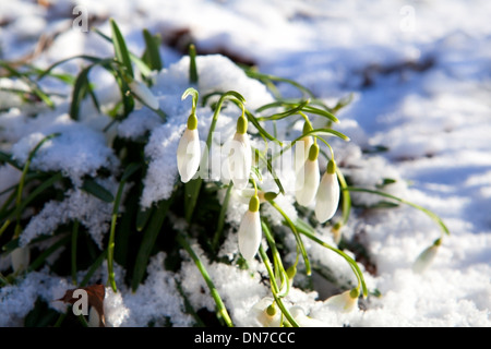 Des fleurs sur la neige pendant snowdrop journée de printemps ensoleillée Banque D'Images