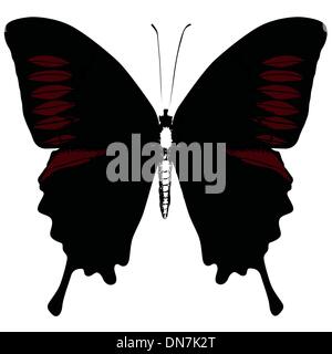 Vecteur Papillon isolés Illustration de Vecteur