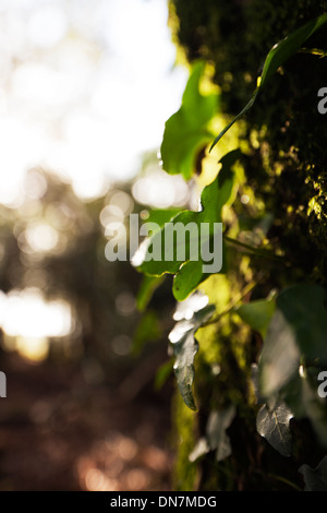 Feuilles de vigne à un arbre dans la lumière du soleil Banque D'Images