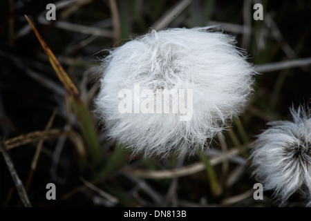 Coton de l'Arctique (Eriophorum scheuchzeri ssp. arcticum), l'île Wrangel, en Extrême-Orient russe Banque D'Images