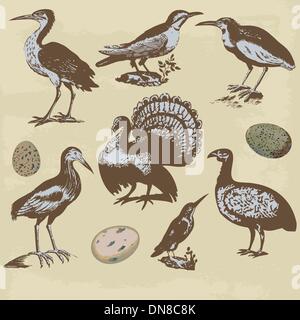 Oiseaux Vintage illustrations. Vector set Illustration de Vecteur