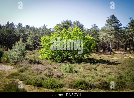 Un arbre de chêne solitaire au milieu d'une forêt Banque D'Images