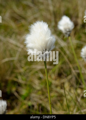 Le lièvre-queue de linaigrettes, Eriophorum vaginatum Banque D'Images