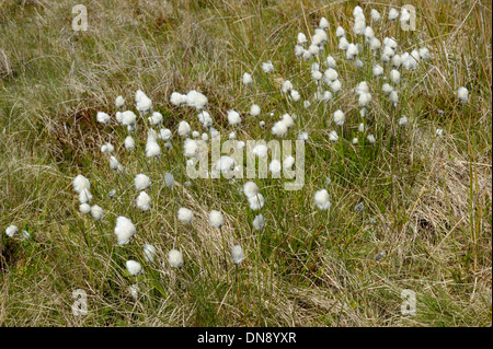 Le lièvre-queue de linaigrettes, Eriophorum vaginatum, groupe Banque D'Images