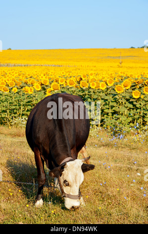 Vache noire sur fond de champ de tournesol Banque D'Images