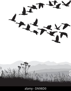Les bernaches en migration au printemps et en automne Illustration de Vecteur