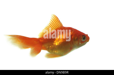 Poisson rouge isolé sur fond blanc Banque D'Images