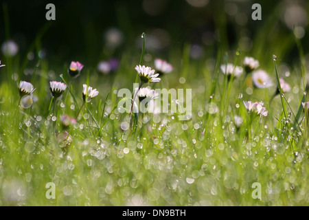 Les marguerites avec la rosée du matin au début du printemps Banque D'Images