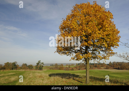 Knole Park Golf Club - View single arbre d'automne de 6e vert et des North Downs Banque D'Images