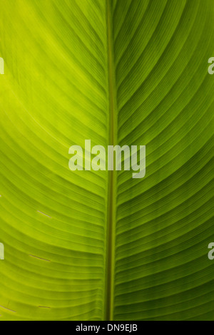 Gros plan d'une feuille de palmier bananier Banque D'Images