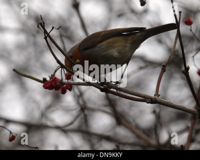 Robin, Erithacus rubecula aux abords de manger les fruits rouges en hiver, UK Banque D'Images