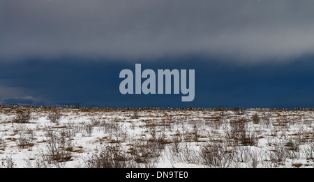 Sombres nuages sur le troupeau de caribous de grande taille se déplaçant à travers la zone des doigts de l'Alaska États-Unis à la Dalton Highway Banque D'Images