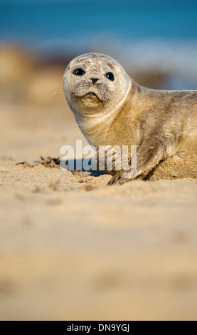Phoque commun au soleil. Banque D'Images