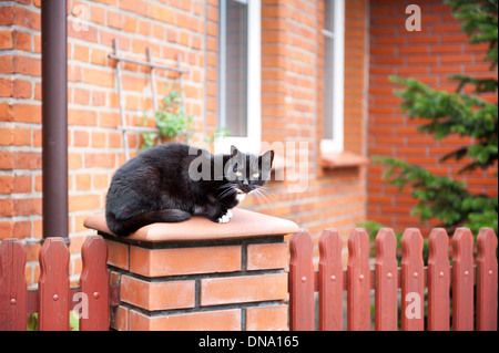 Seul un chat noir errant assis sur fence Banque D'Images