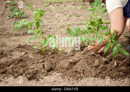 La plantation de semis de tomate dans le sol Banque D'Images
