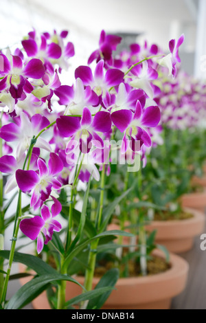 Fleurs violettes d'orchidée Banque D'Images