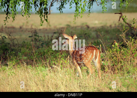 Axis du Sri Lanka (Ceylan spotted deer, aka Axis axis Ceylonensis), Yala, au Sri Lanka Banque D'Images