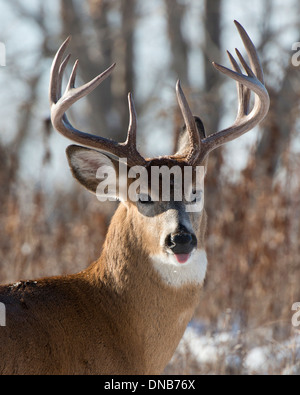 Un Trophée Whitetail Buck sauvage sur un matin de neige au début de l'hiver Banque D'Images