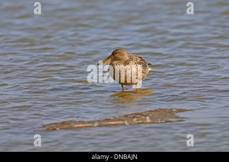 Le Canard souchet (Anas clypeata). Femme Banque D'Images